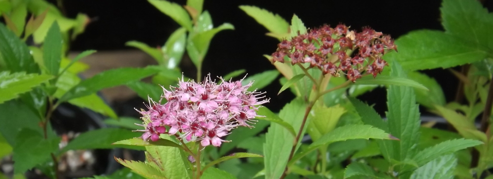 Middle Earth panorama